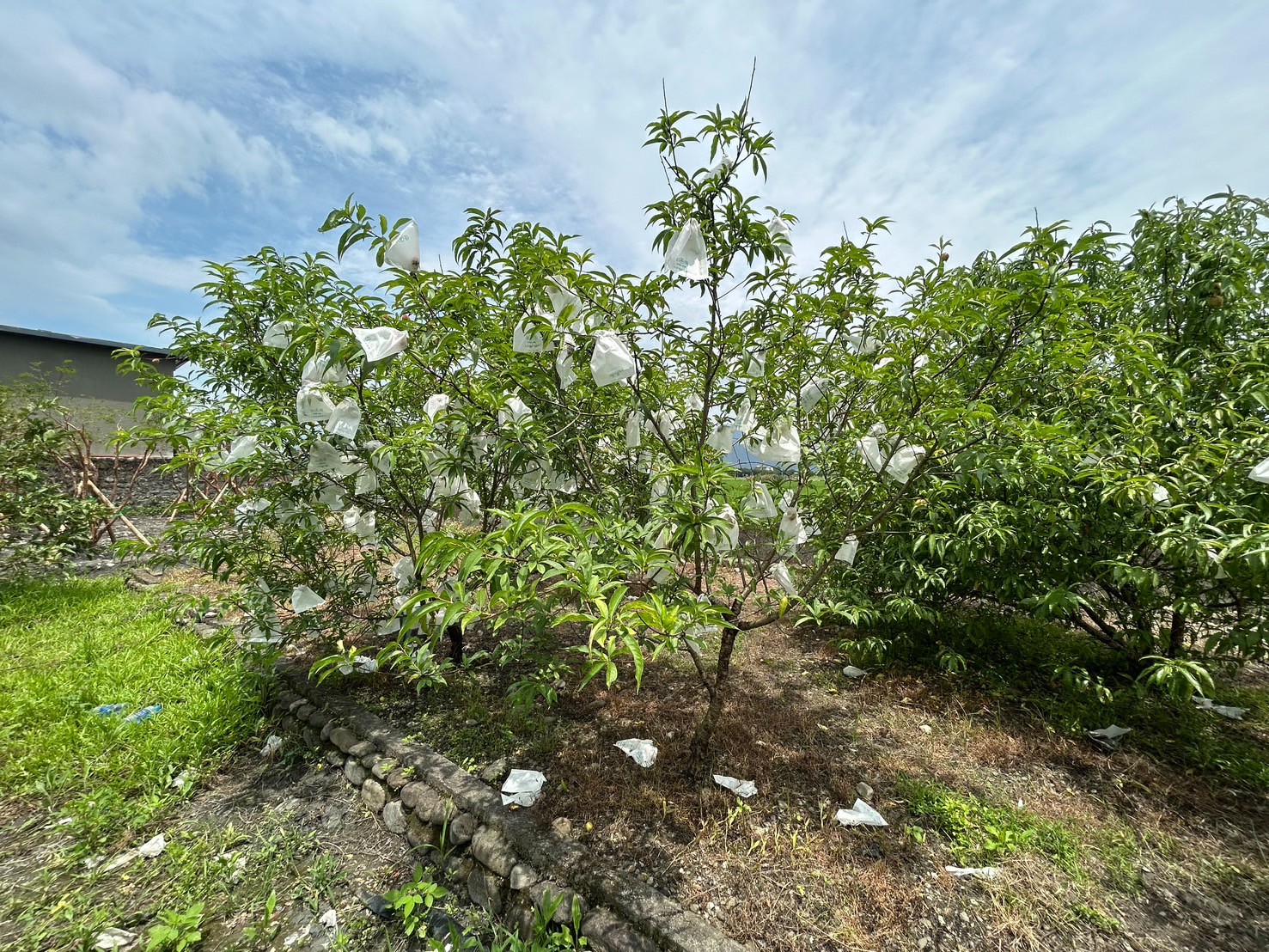 永慶許書豪★三星綠野仙蹤渡假屋