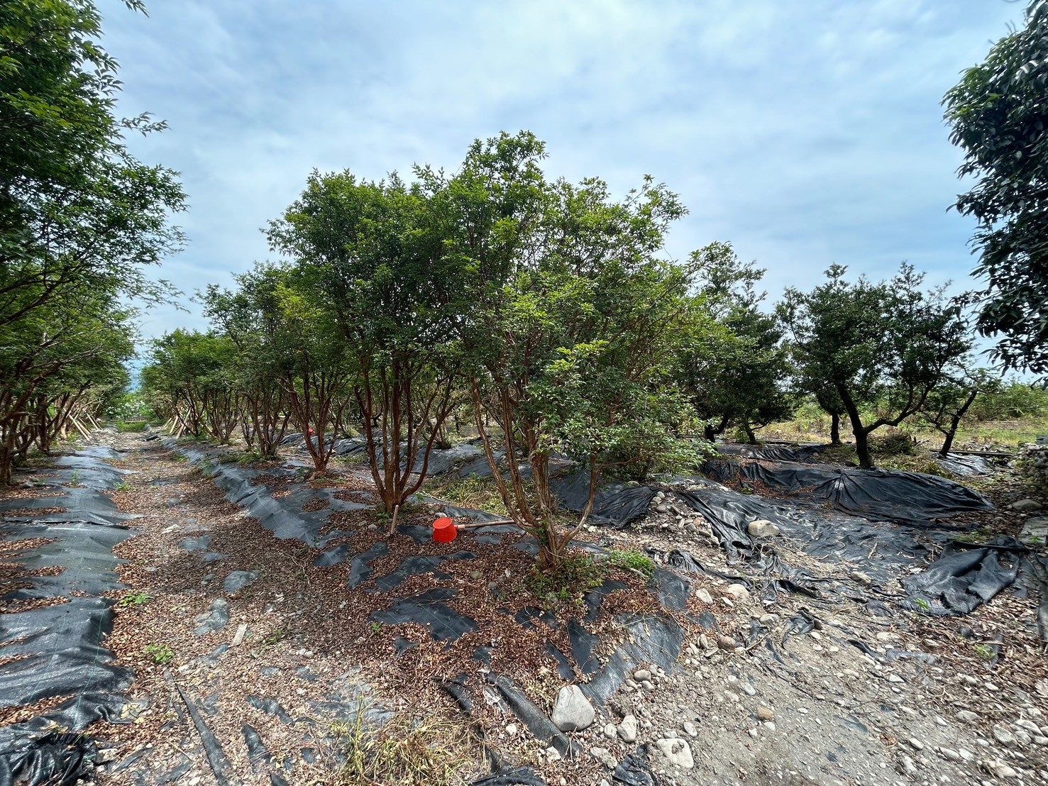 永慶許書豪★三星綠野仙蹤渡假屋